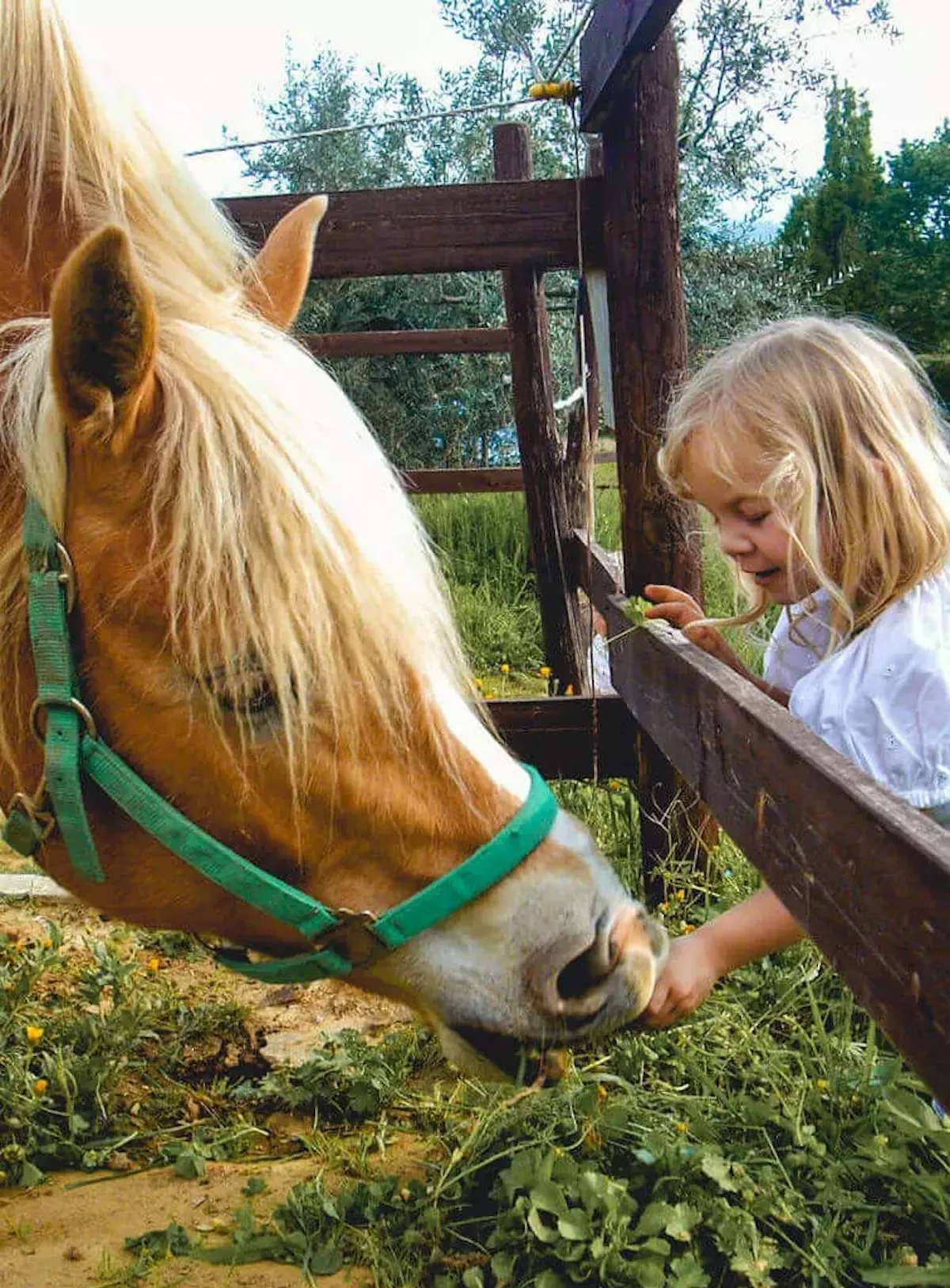 Kind füttert Pferd