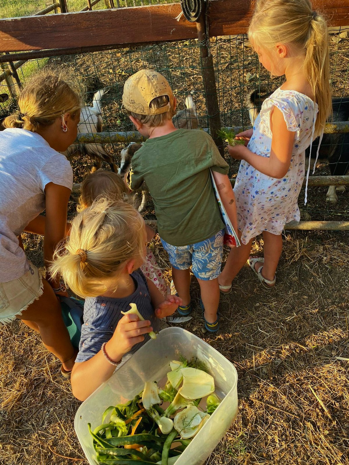 Kinder füttern die Tiere