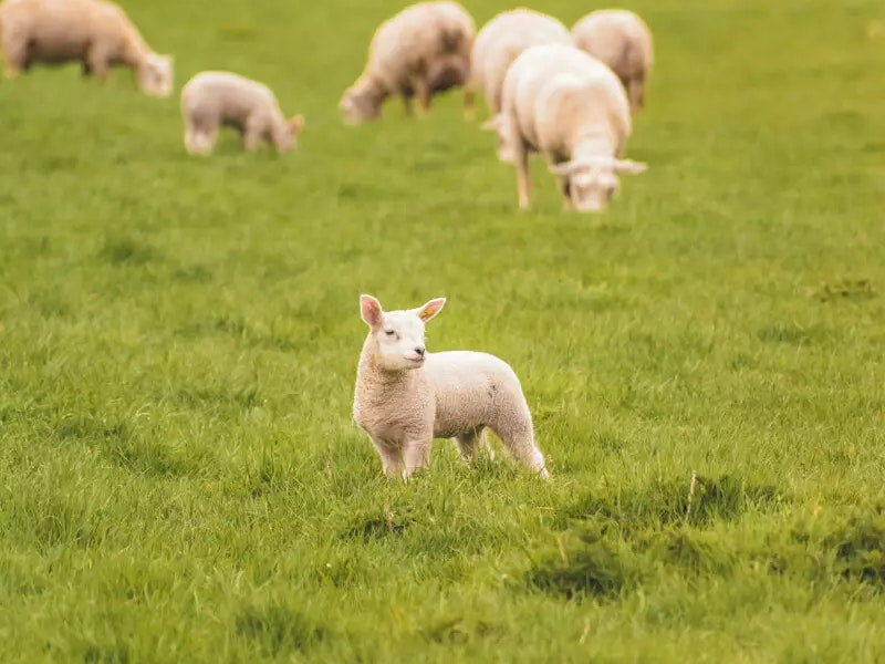Schafe auf einer Wiese