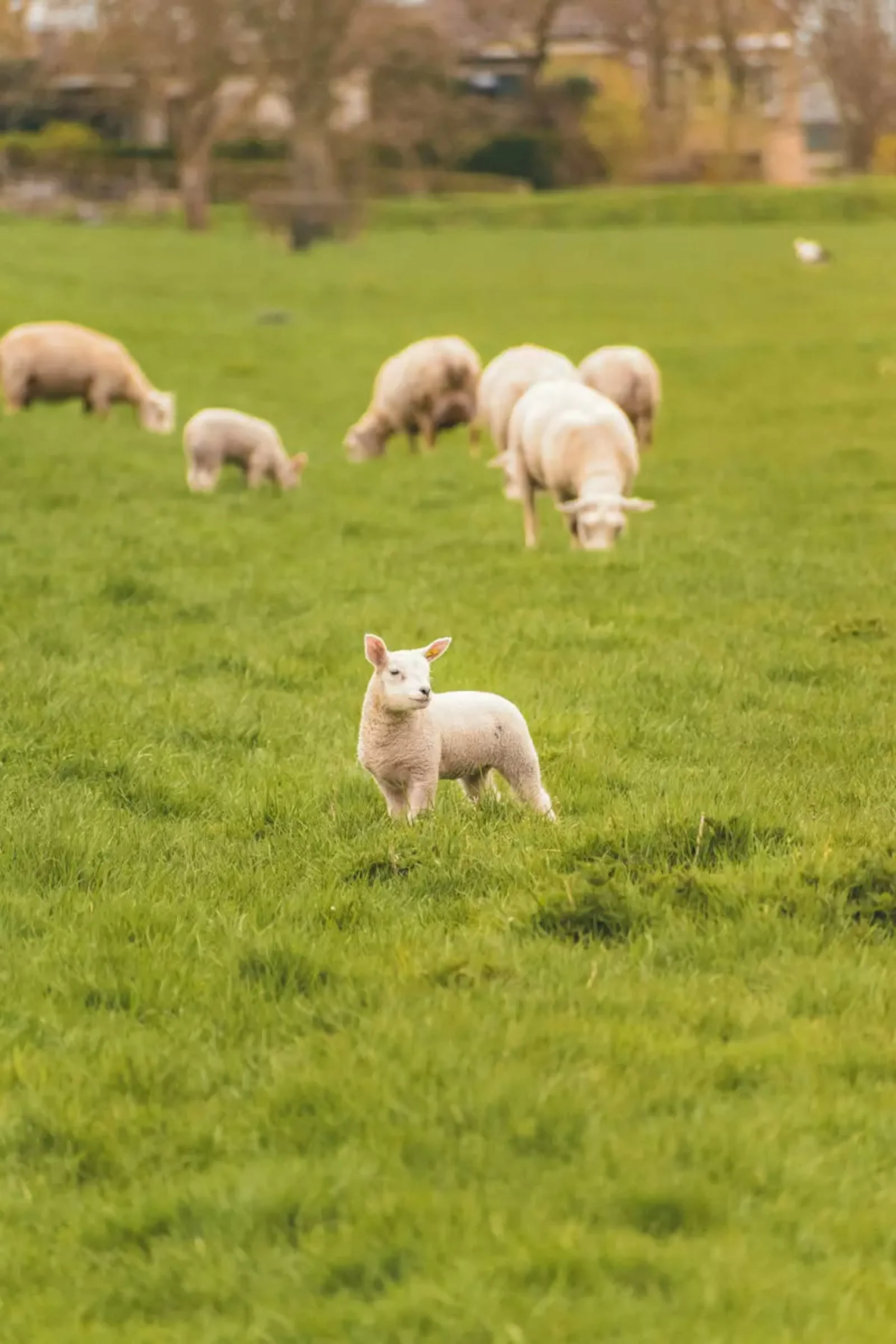 Schafe auf einer Wiese