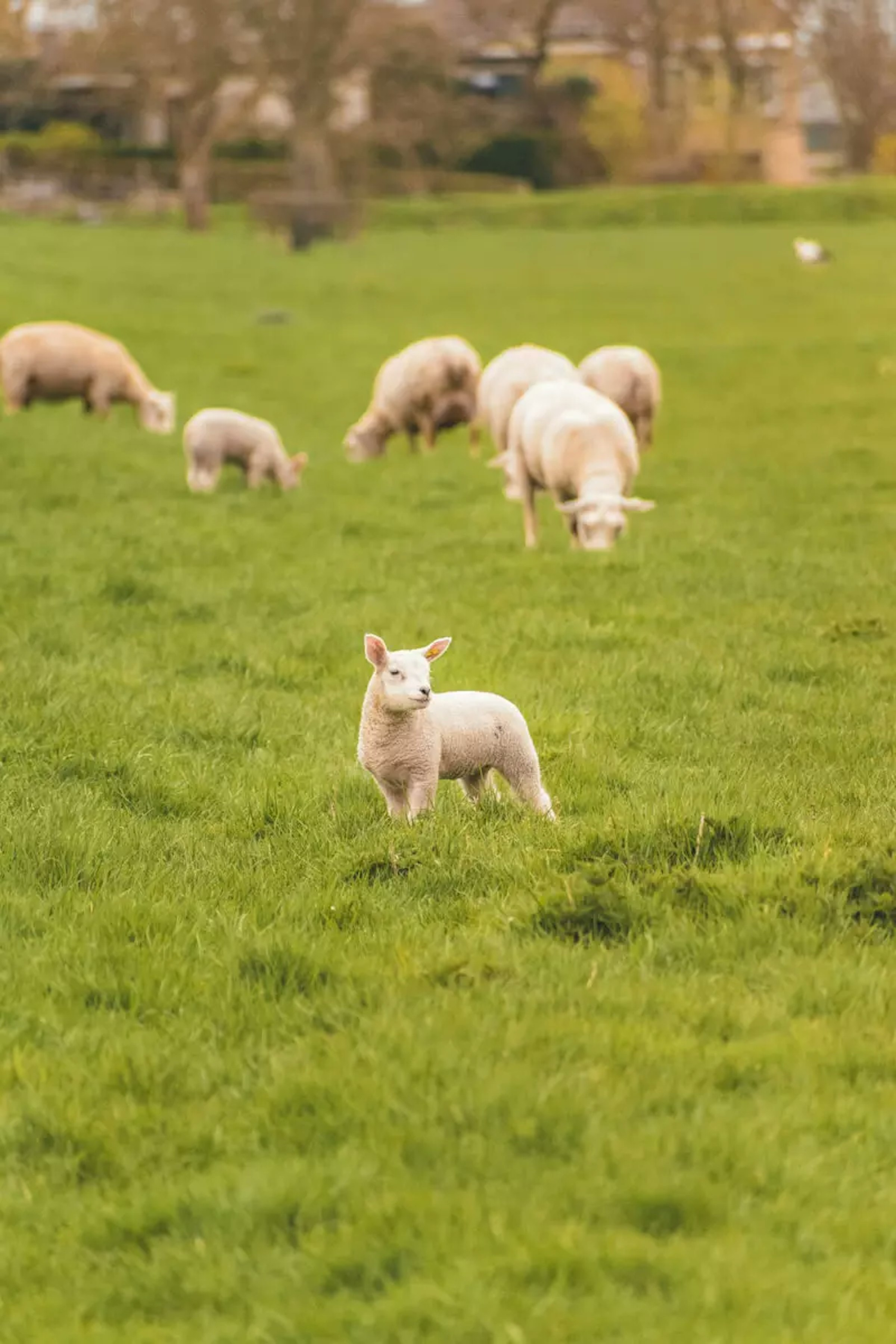 Schafe auf einer Wiese
