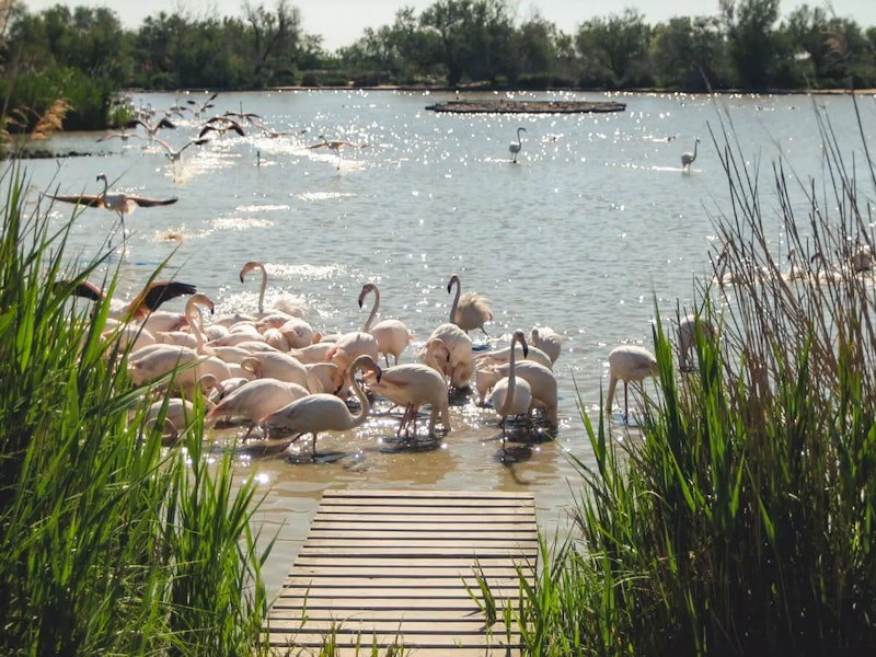 Flamingos an einem See