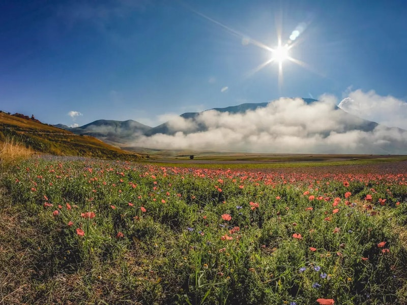 Wieso voller Blumen in den Bergen