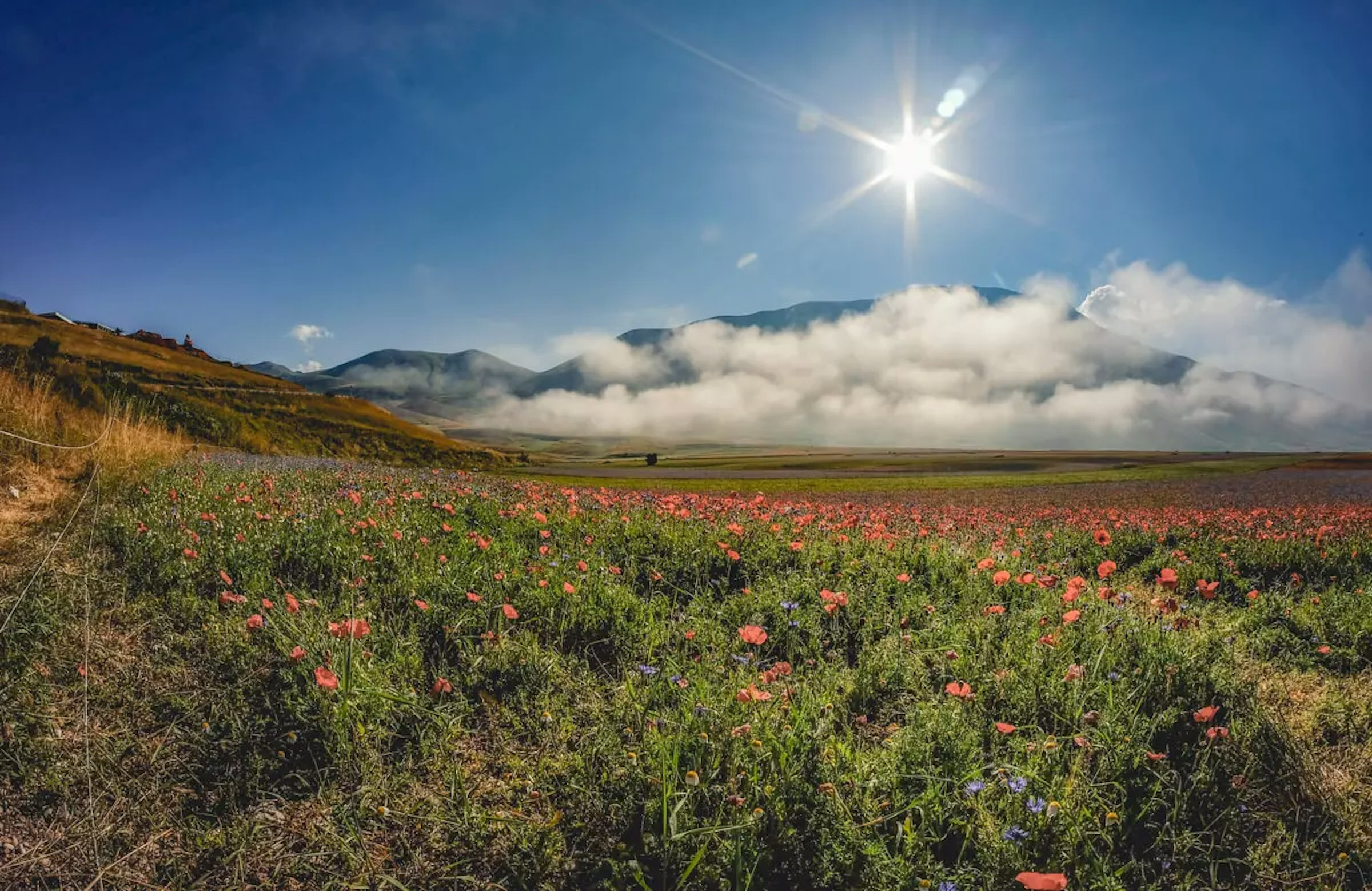 Wieso voller Blumen in den Bergen