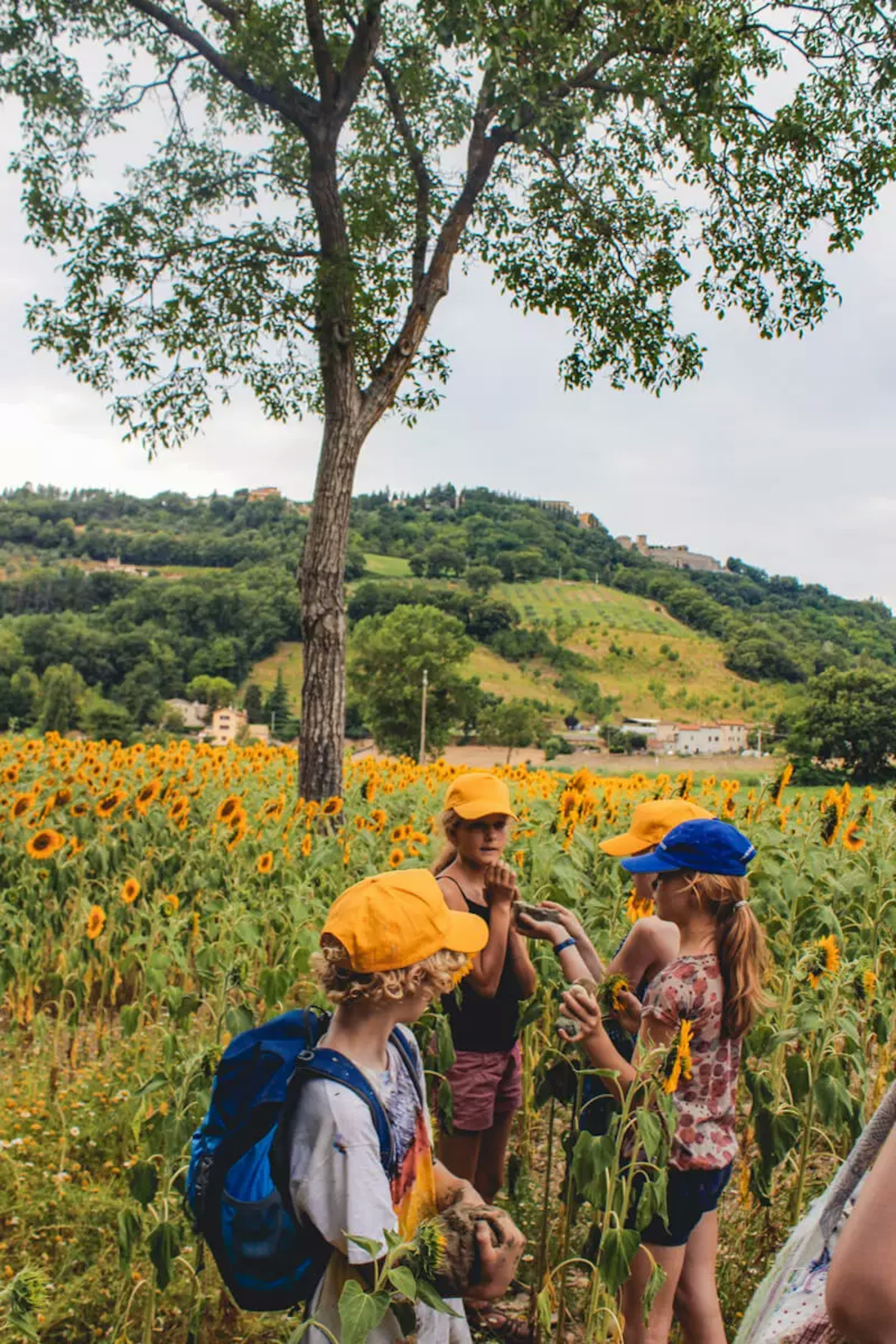 Kinder sammeln Sonnenblumen