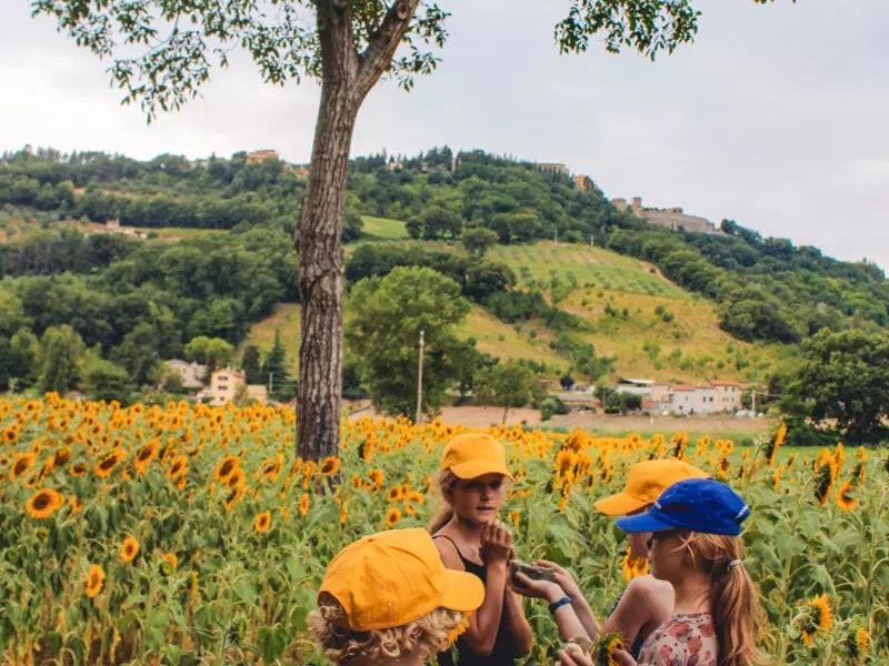 Kinder sammeln Sonnenblumen