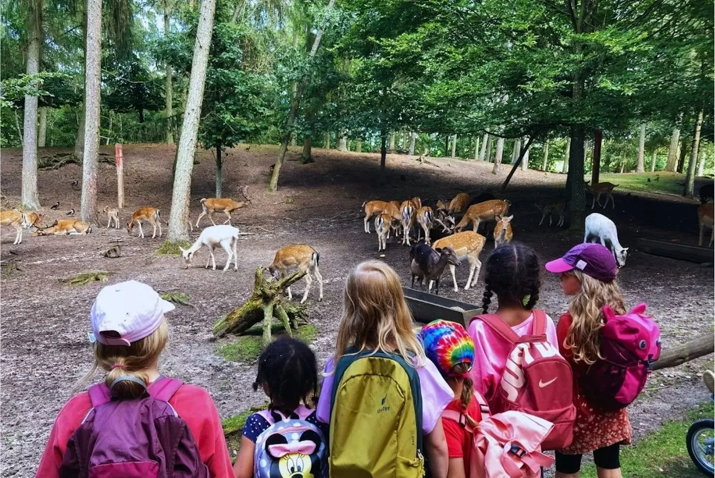 Kinder im Wald mit Rehen