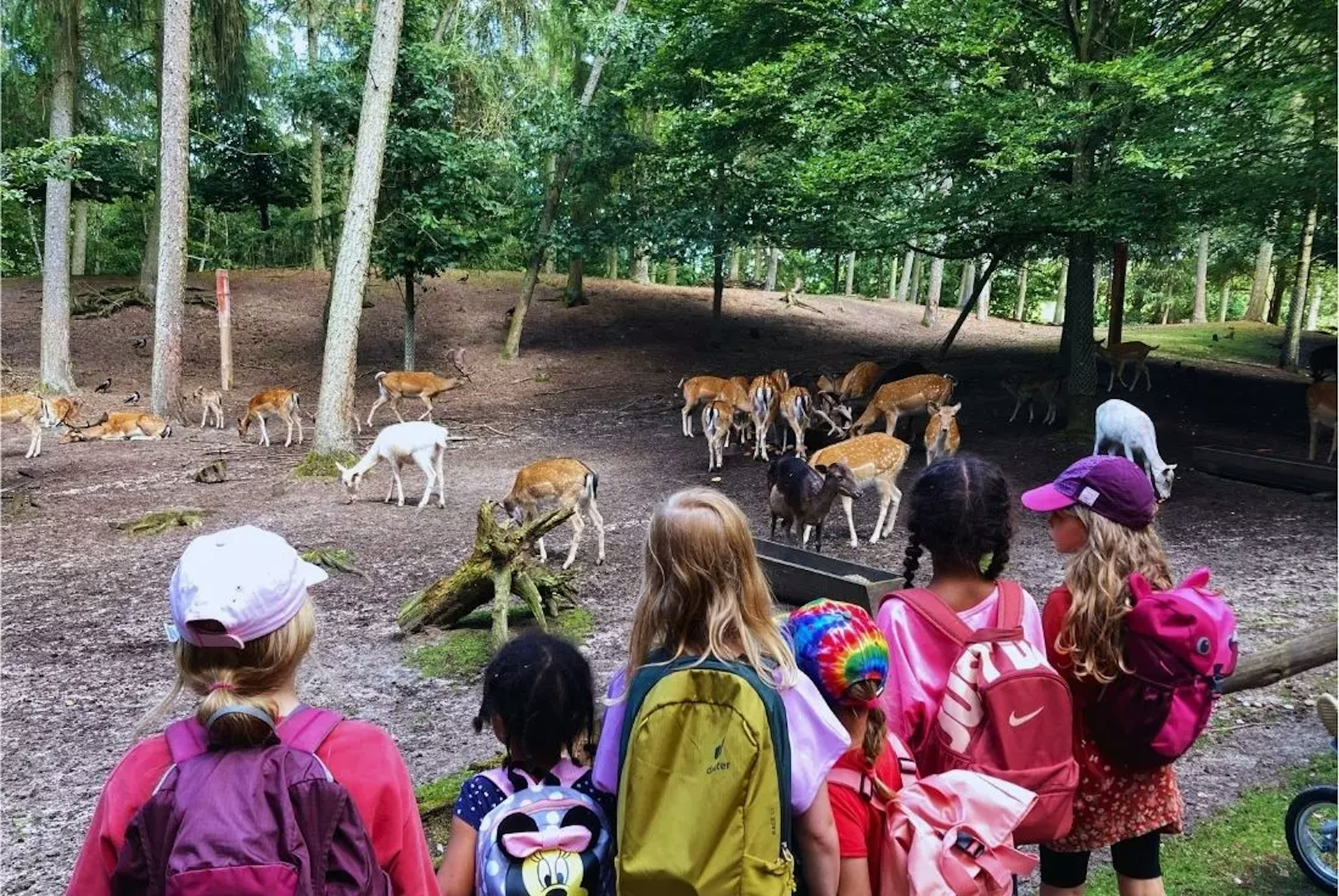 Kinder im Wald mit Rehen