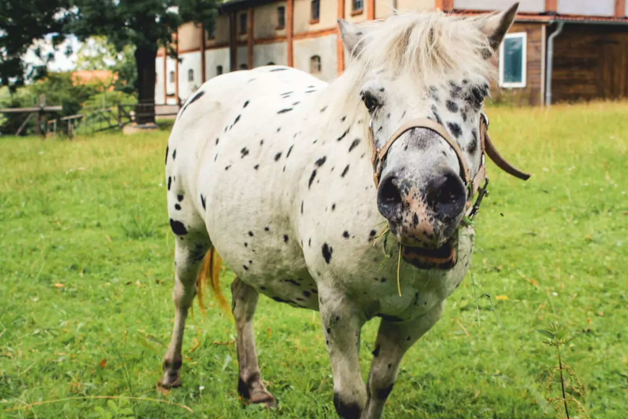 Pony