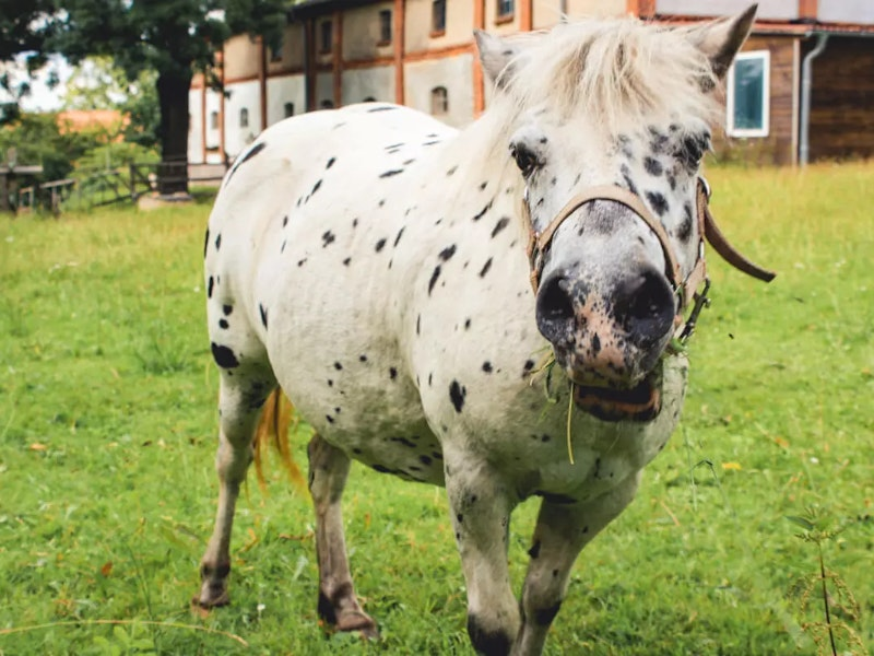 Pony