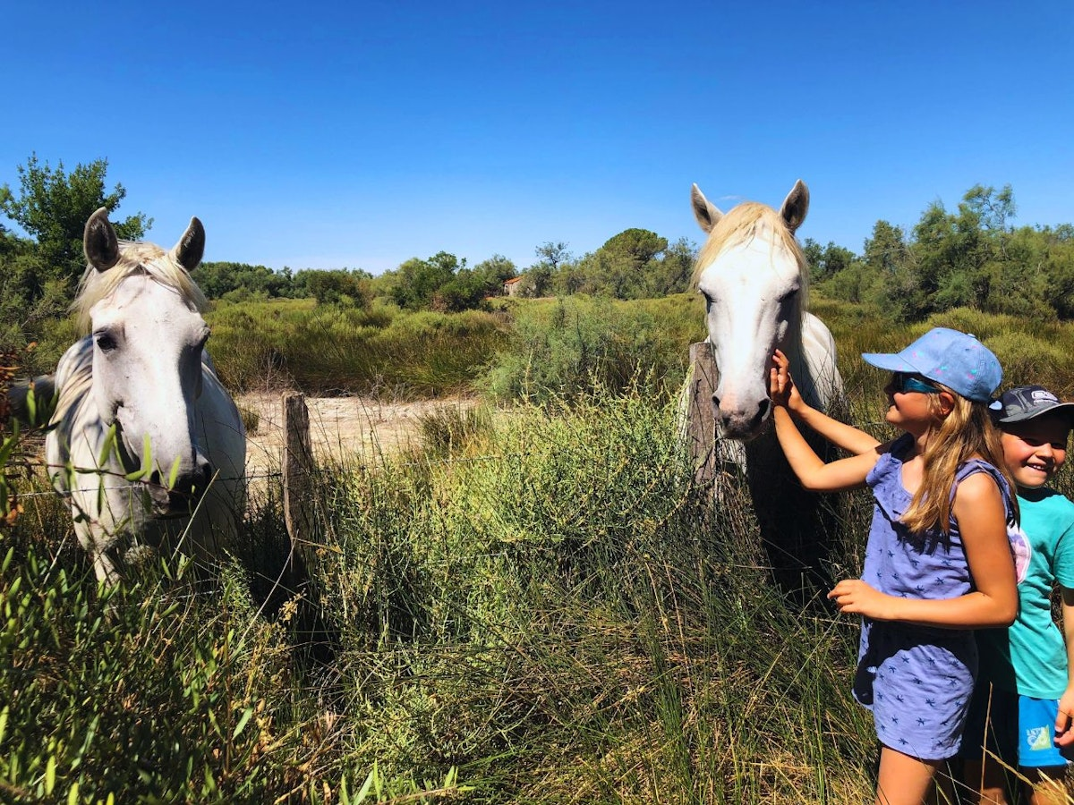 Wildpferde in der Camargue