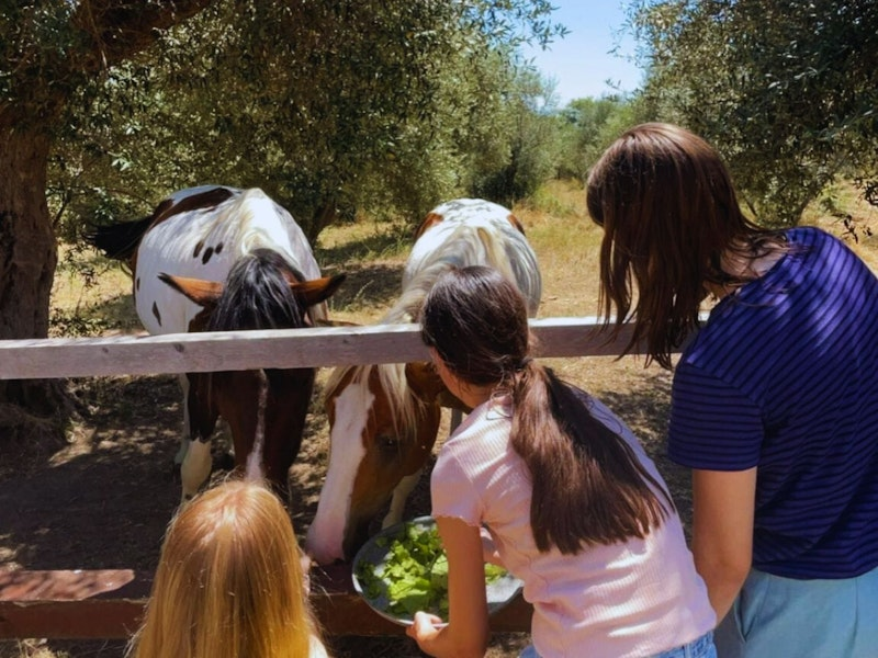 Kinder füttern Pferde