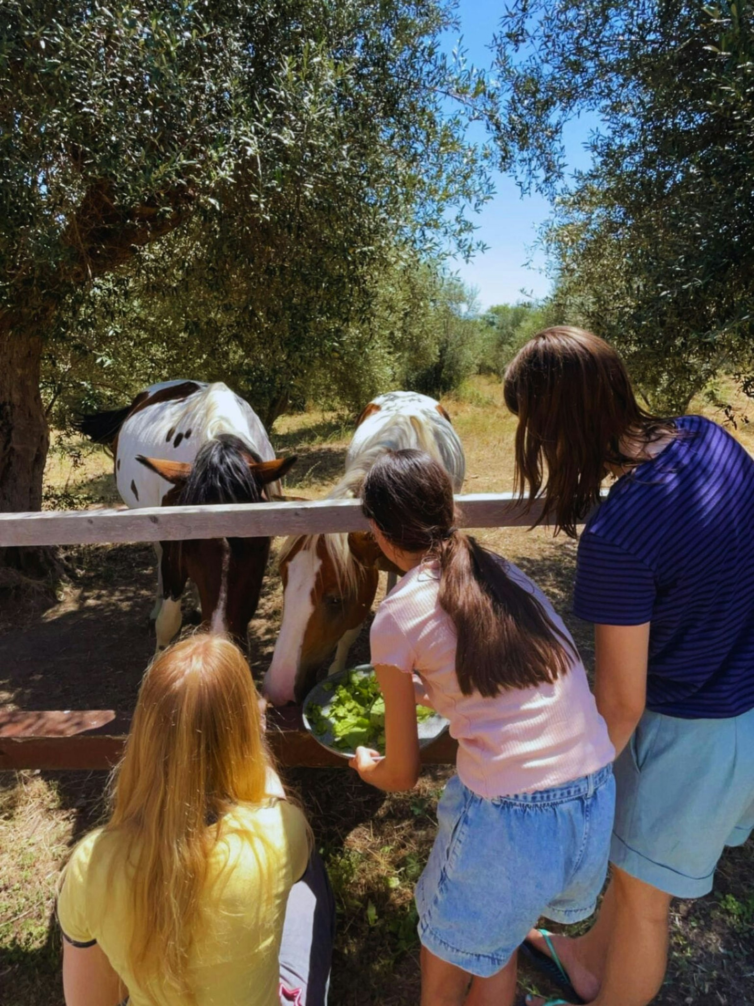 Kinder füttern Pferde