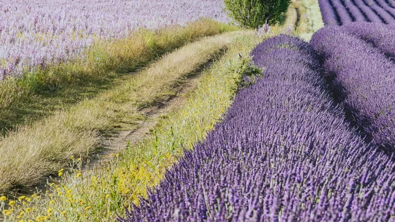 Lavendelfeld in der Provence