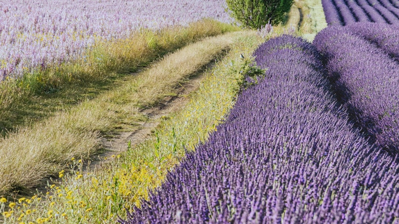 Lavendelfeld in der Provence