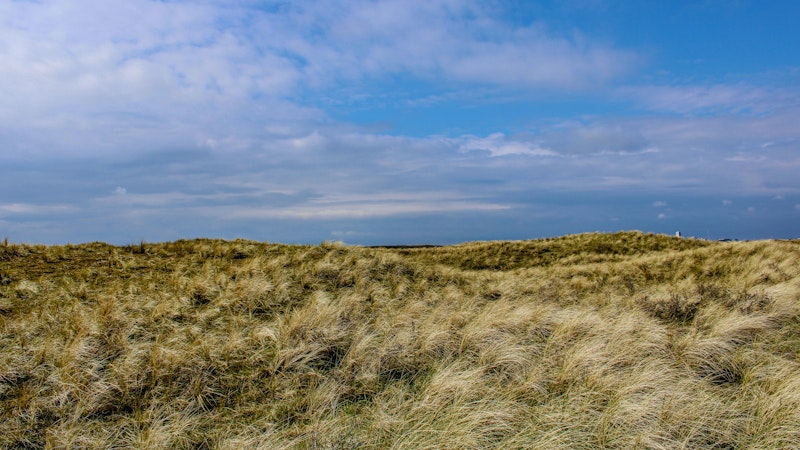 Dünenlandschaft in den Niederlanden