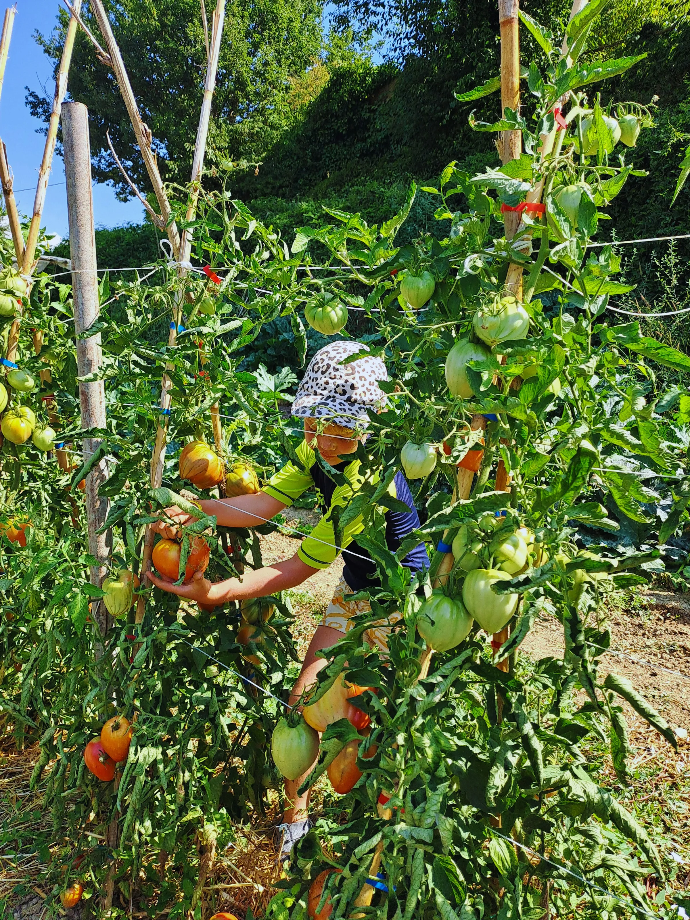 Kind erntet Tomaten