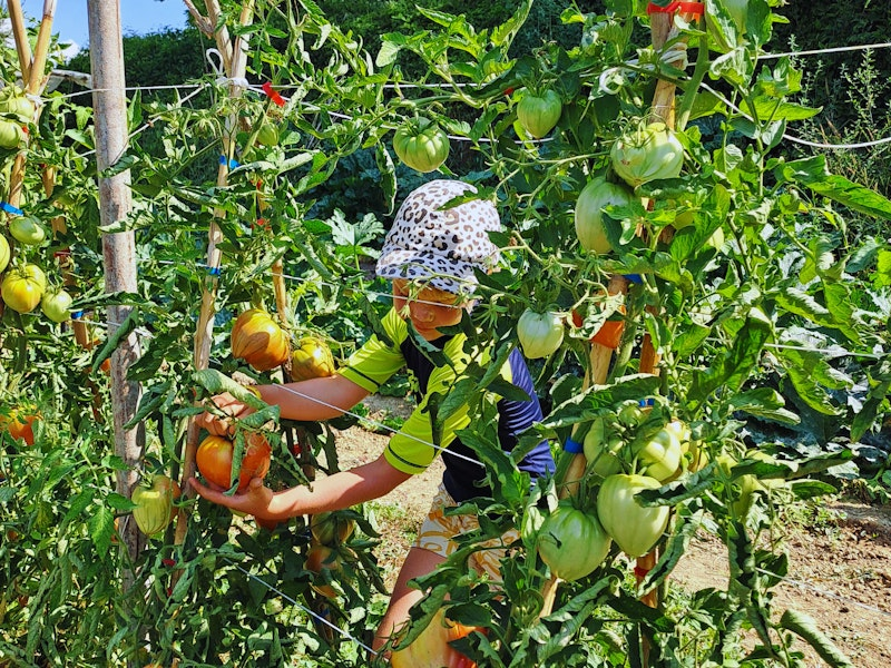 Kind erntet Tomaten