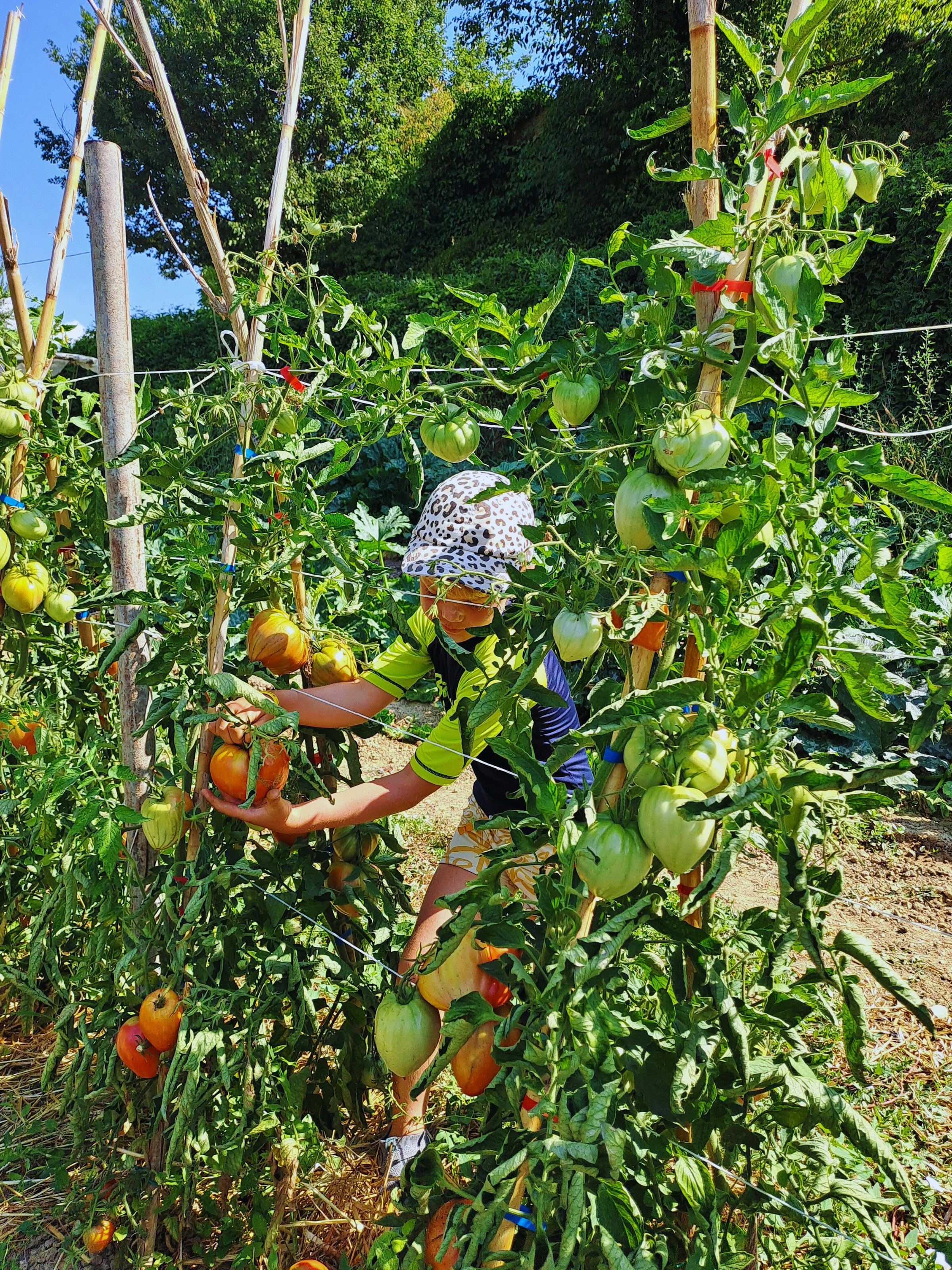 Kind erntet Tomaten