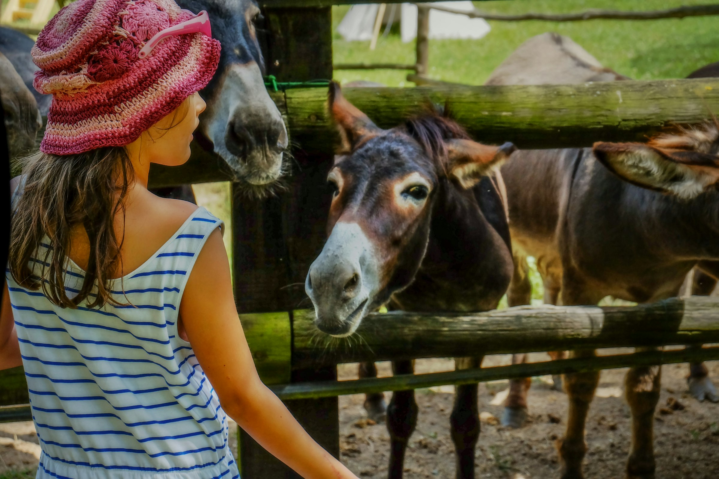 Kind streichelt Esel