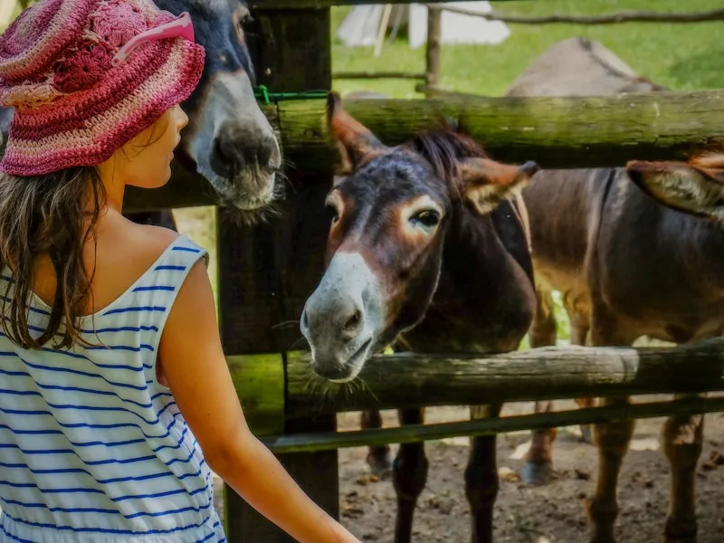 Kind streichelt Esel